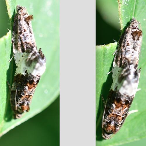 Hedya nubiferana